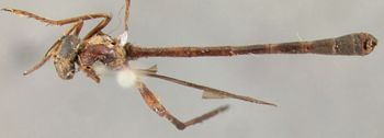 Media type: image;   Entomology 7573 Aspect: habitus dorsal view